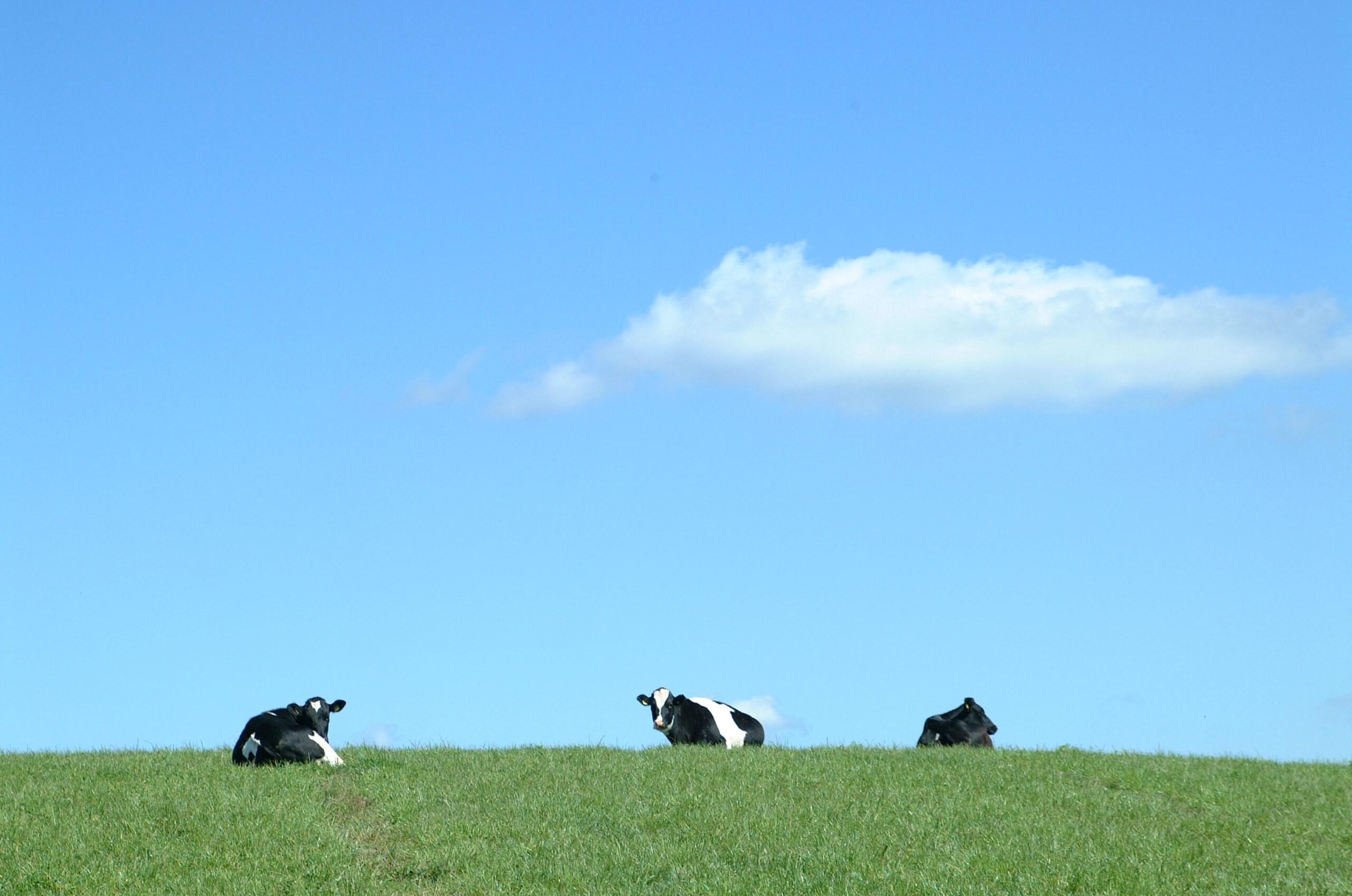 ‘The Stillness of the Cows’ – a poem by Robert Etty