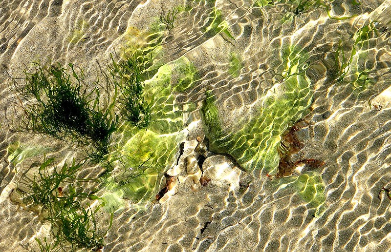 ‘Seaweed Herbarium’: a poem by Melissa Tuckman
